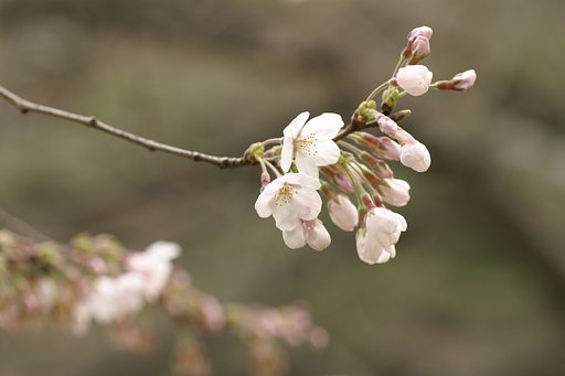 開花宣言