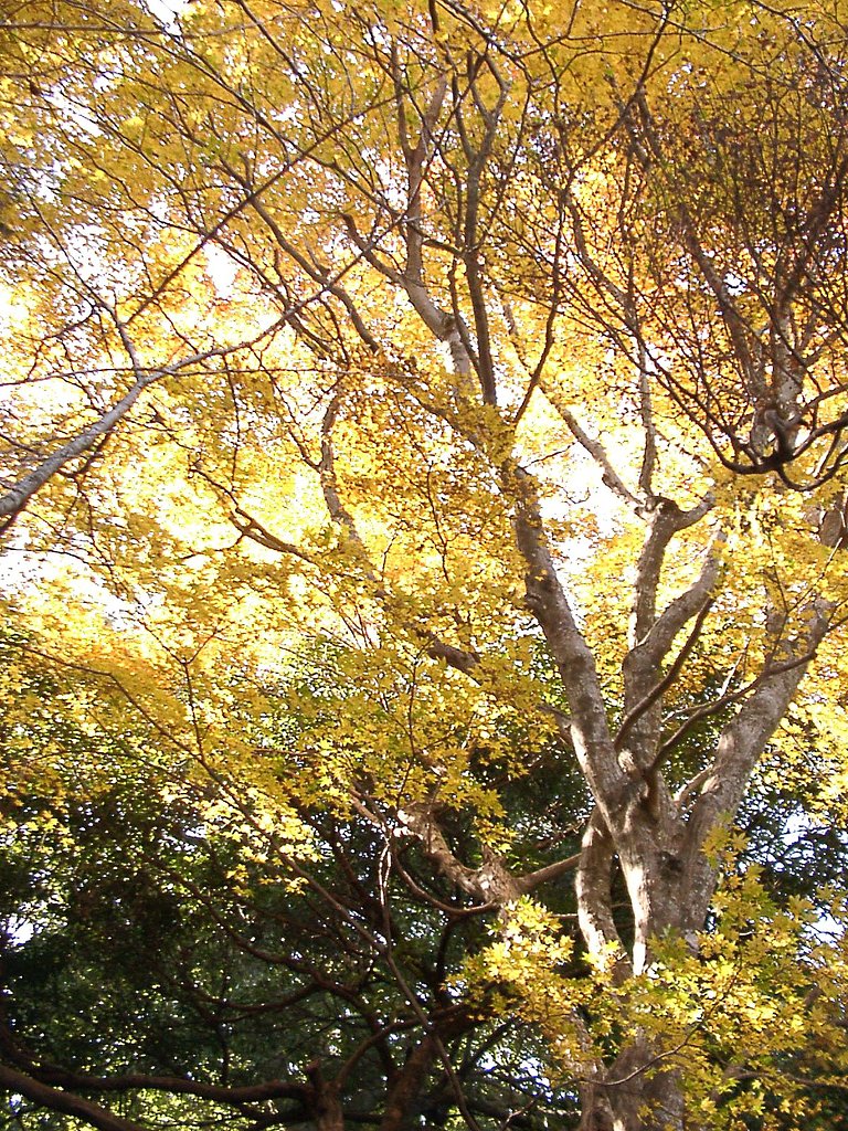 ◆紅葉スケッチ-17 高尾山⑬
