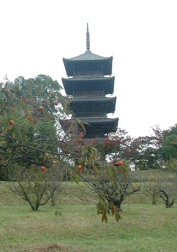 柿