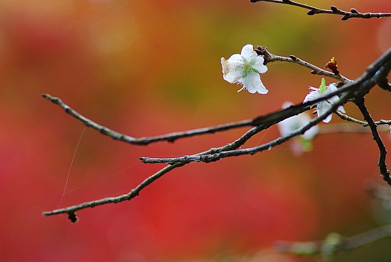 四季桜