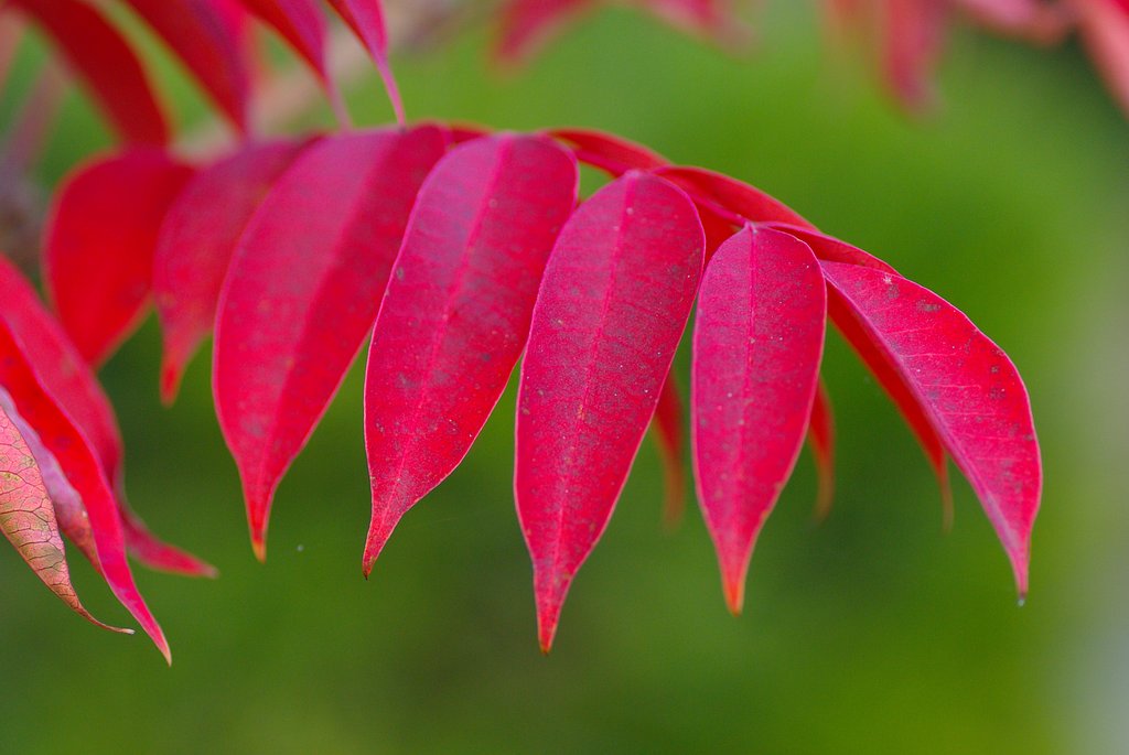 ナナカマド？　の紅葉
