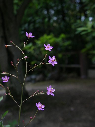 ハゼランが咲いた　その2