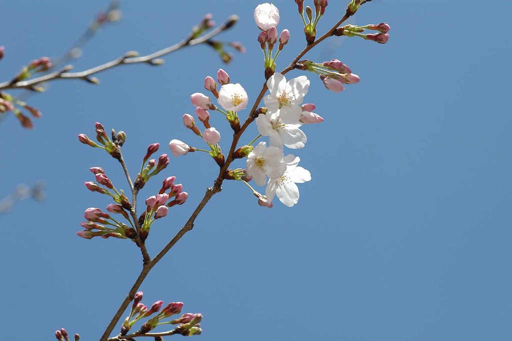 桜はじめ