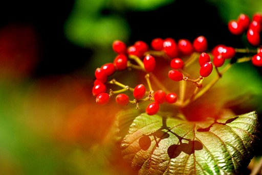 【秋影】 紅い恵み　