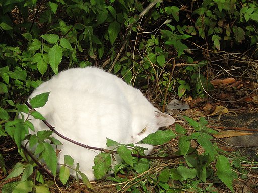 日溜まりの野良
