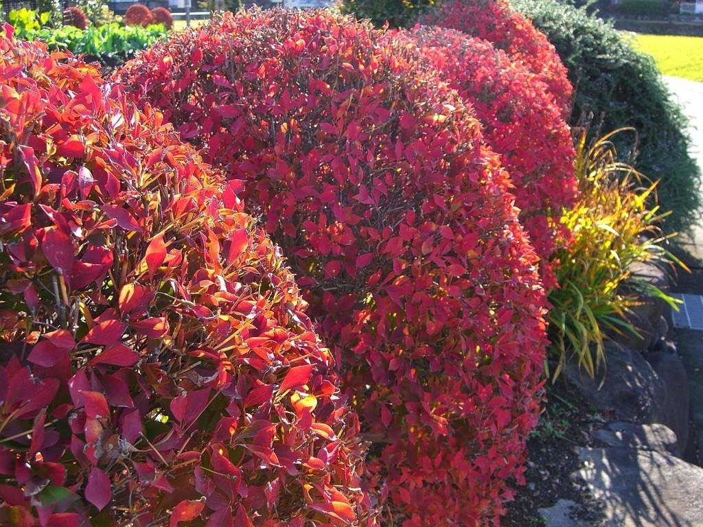 ドウダンツツジの紅葉
