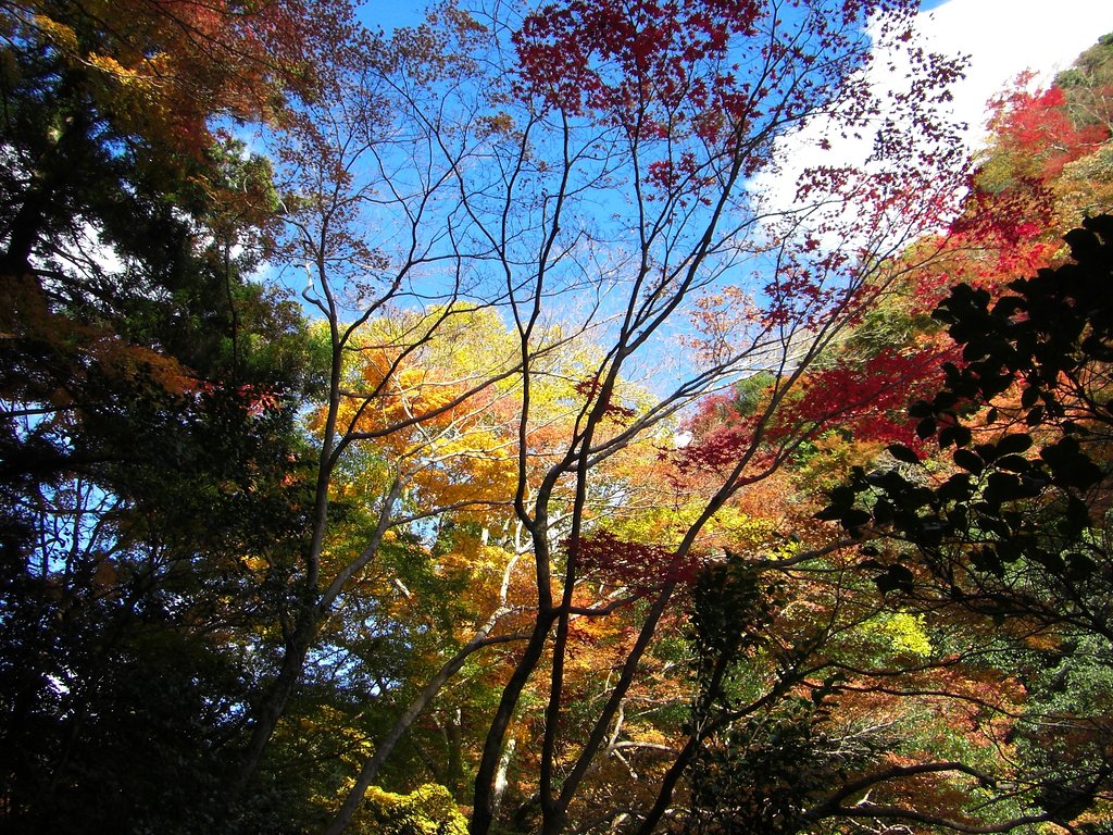紅葉と空と雲