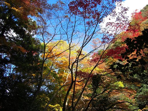 紅葉と空と雲