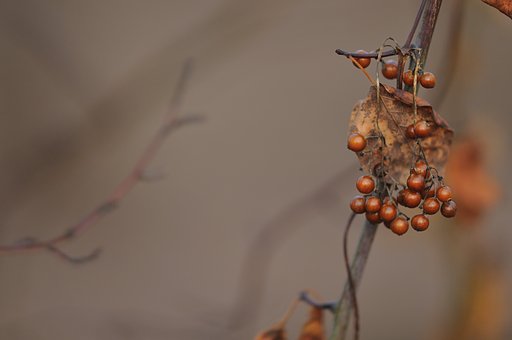 枯れたつる草