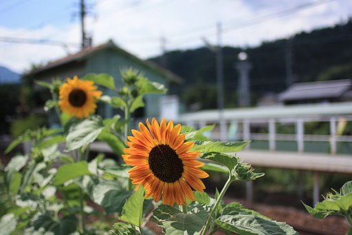 太陽のように
