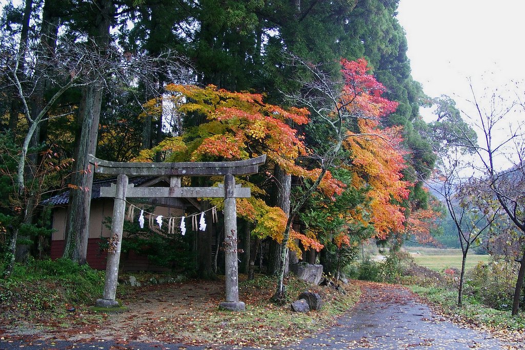 神社の森のモミジ！