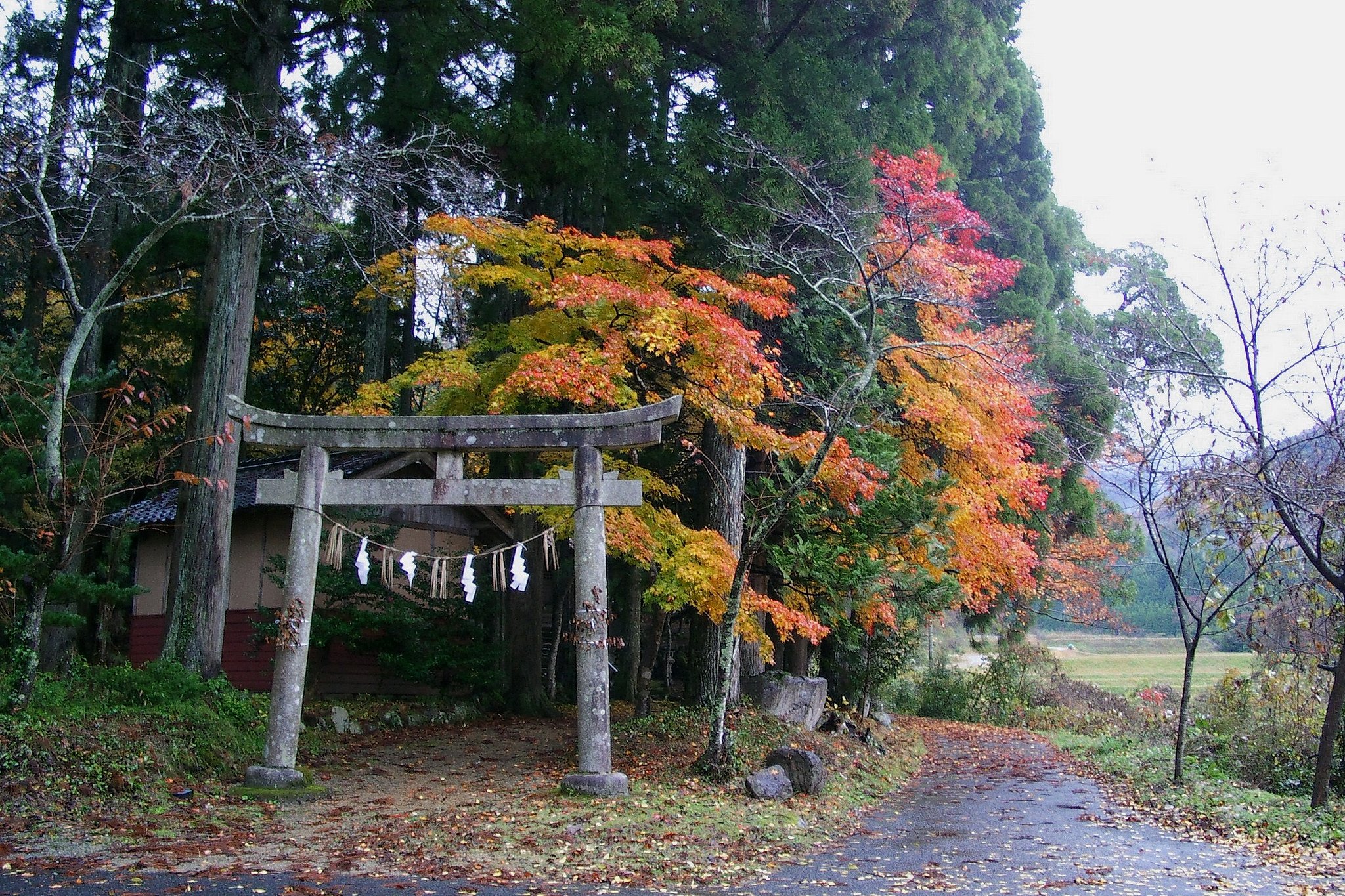 神社の森のモミジ！
