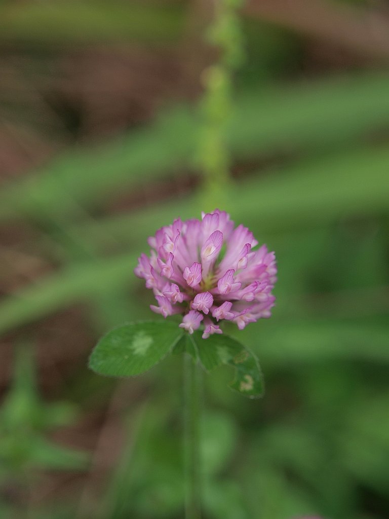 蓮華の花