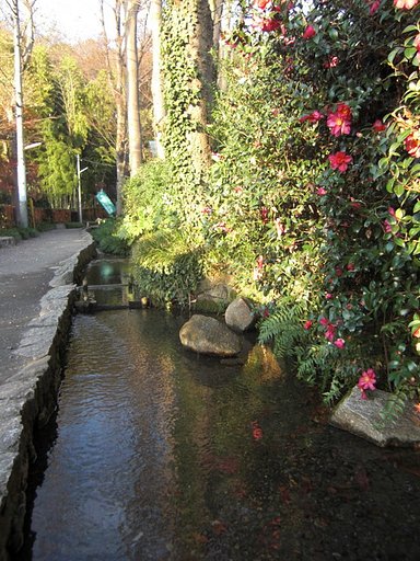 国分寺市を流れる湧水の清流