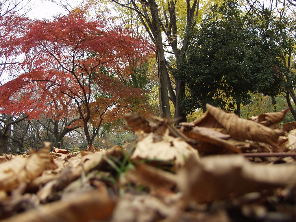 晩秋の公園