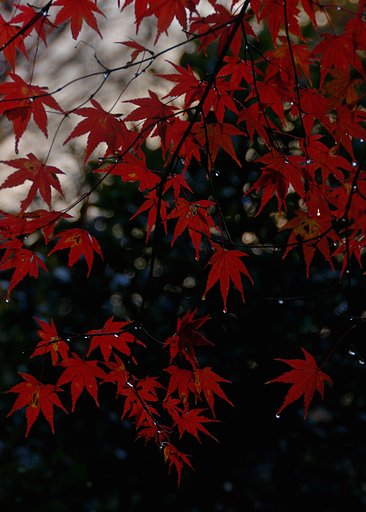 もみじと雫