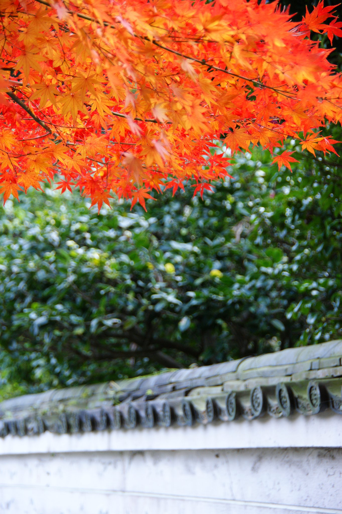 【２００８】最後の紅葉！！