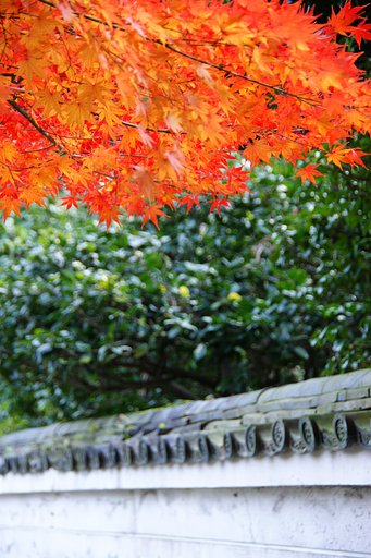 【２００８】最後の紅葉！！