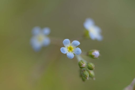 キュウリグサ