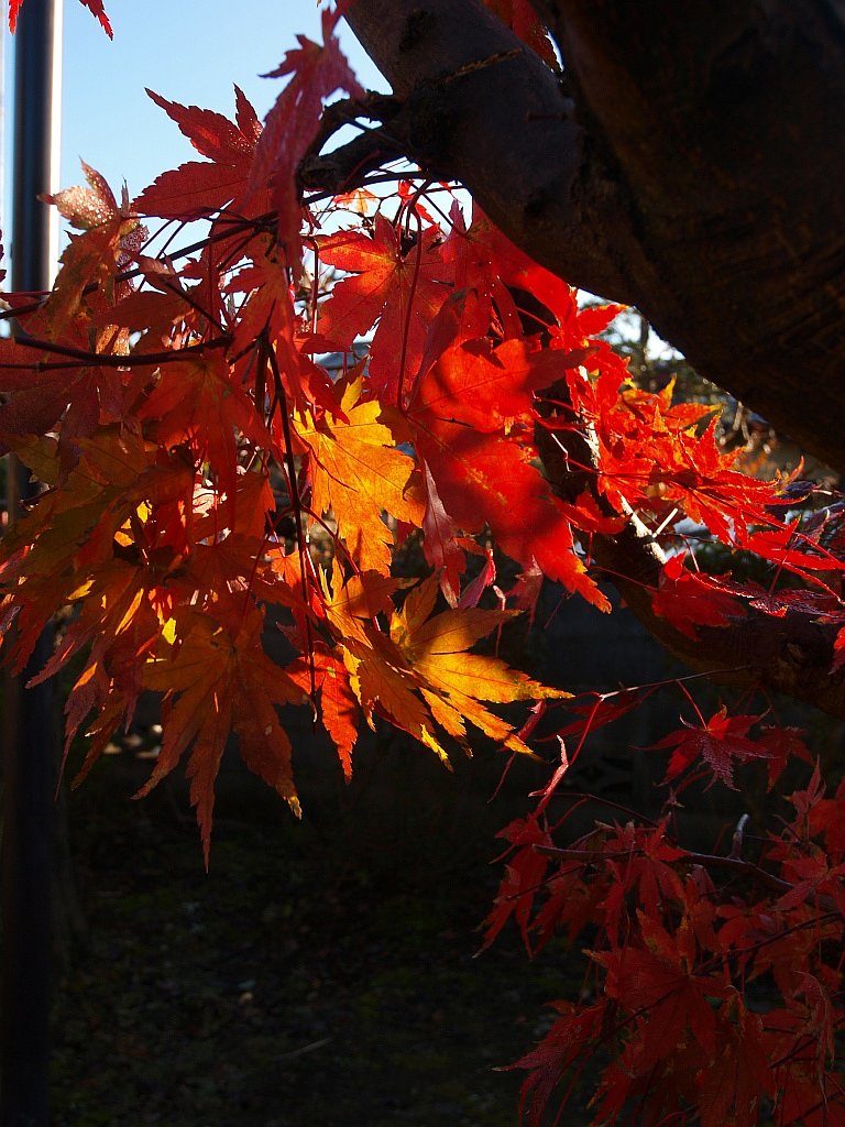 紅葉・・・