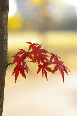 小粒な赤