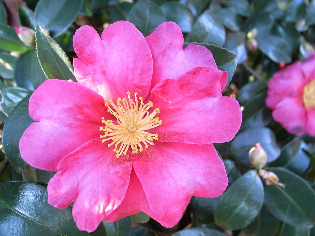 公園の花