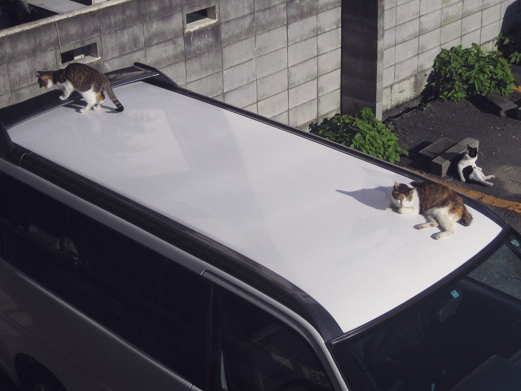 今朝の三野良三様
