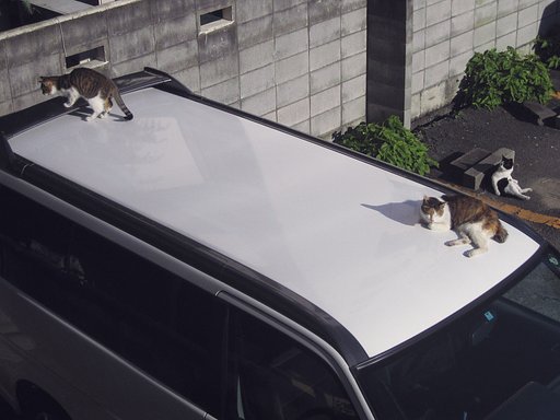 今朝の三野良三様