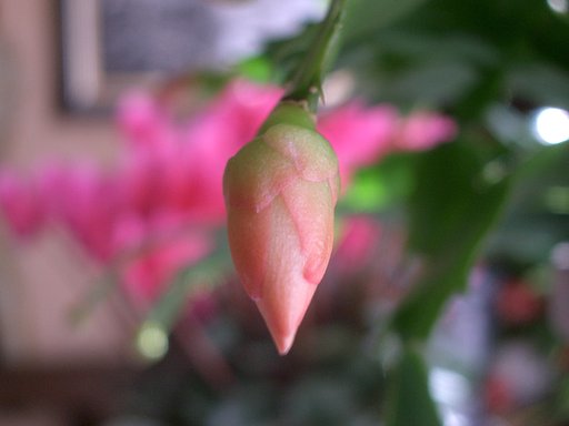 ピンク色の蕾