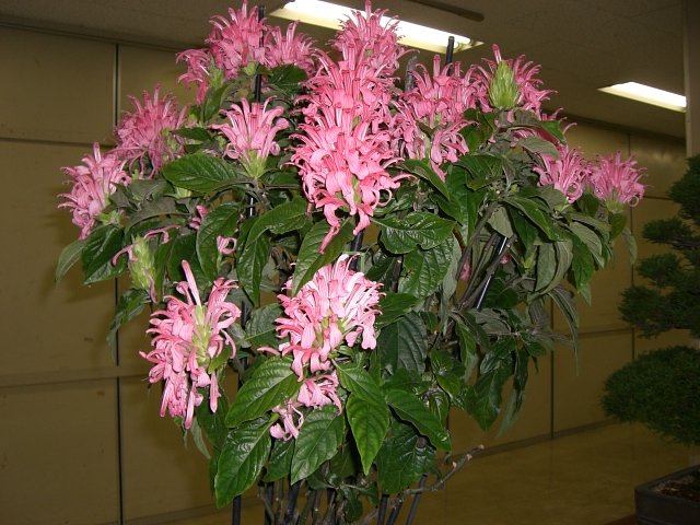 盆栽展で・・・。