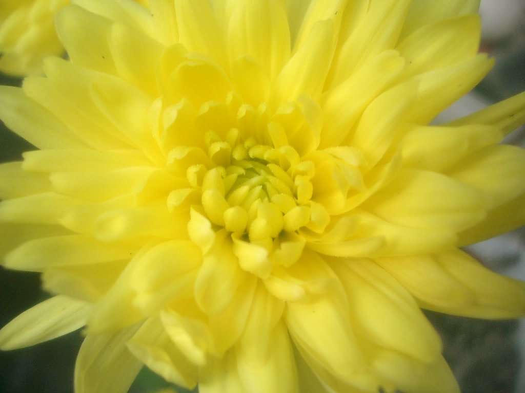 菊
