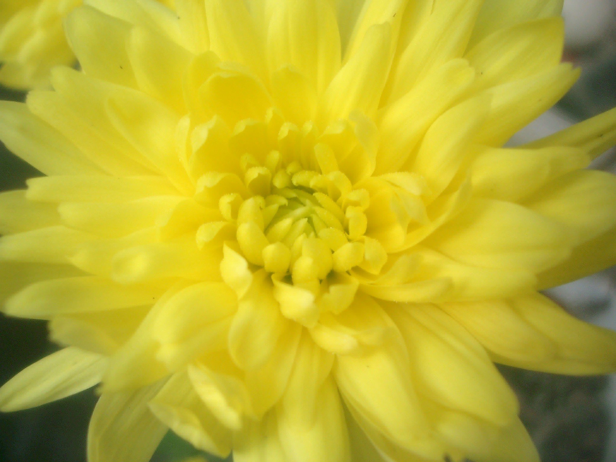 菊