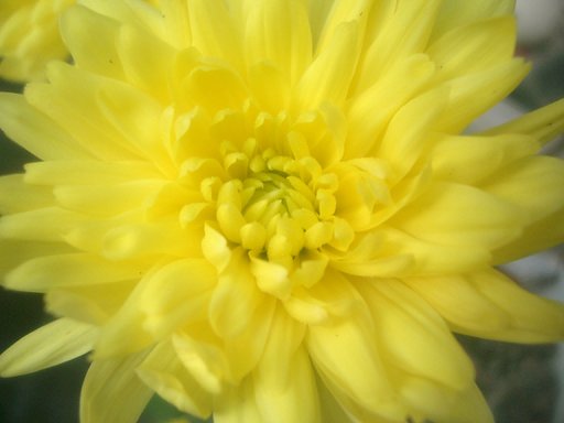 菊