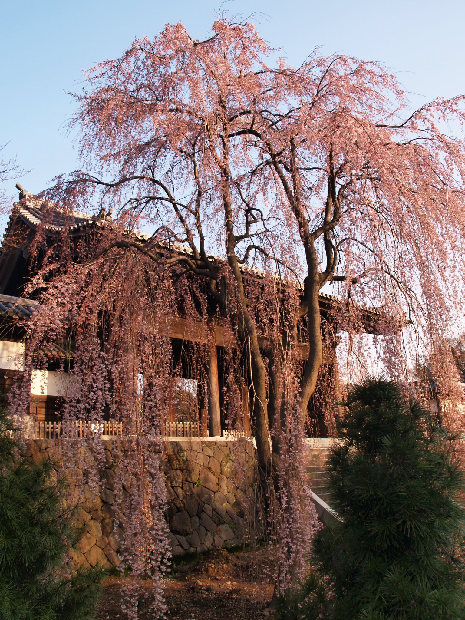 羅生門の桜