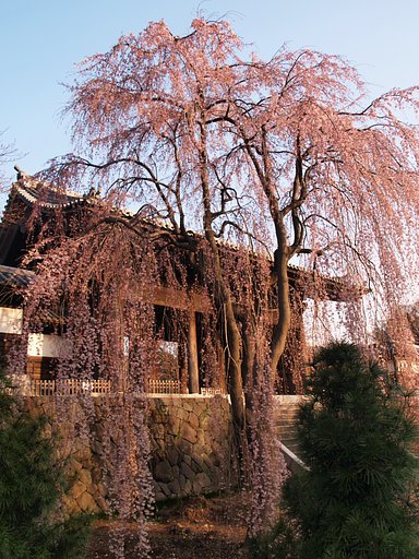 羅生門の桜