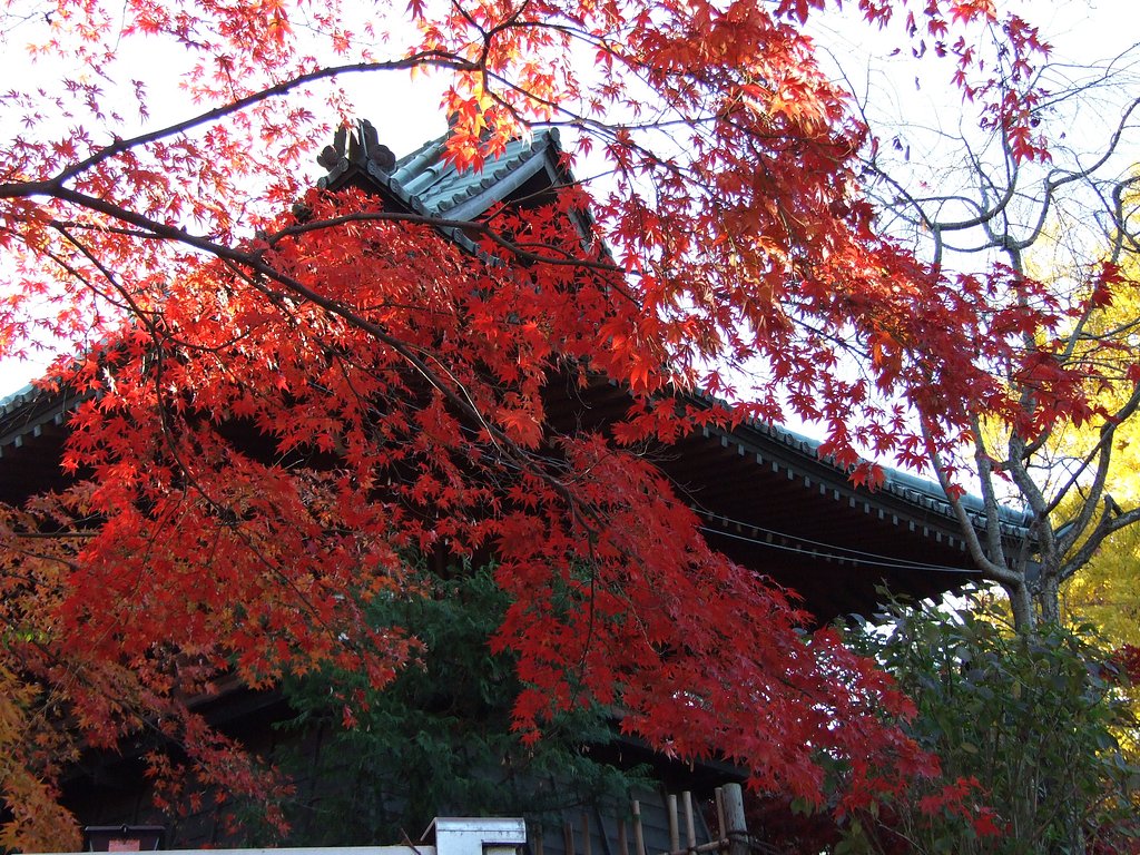 釣鐘堂と紅葉