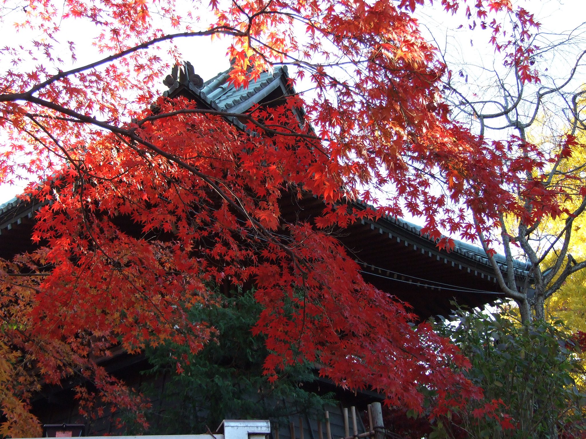 釣鐘堂と紅葉
