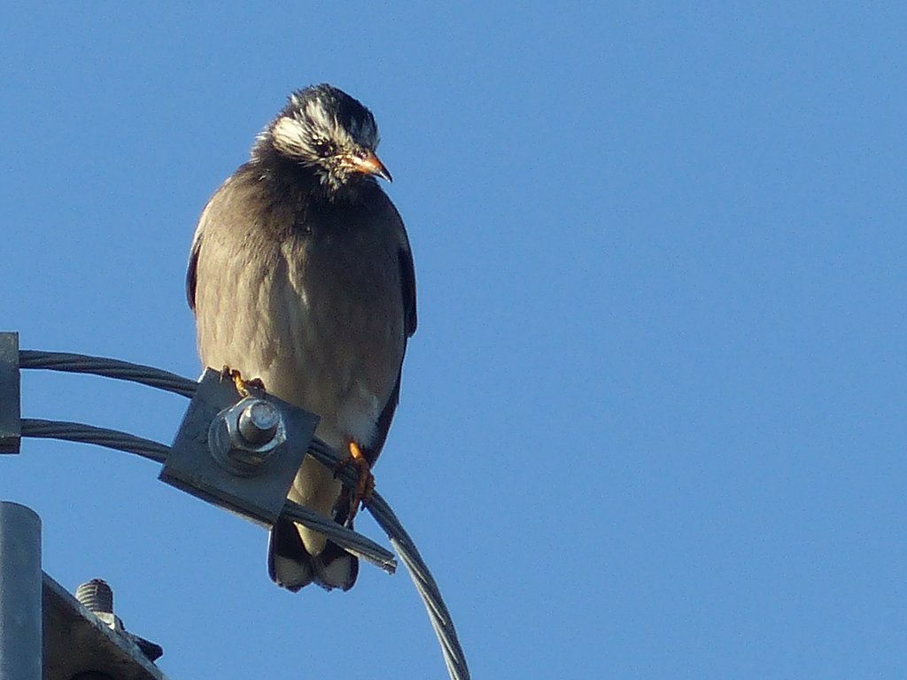 散歩で見た鳥ムクドリUP
