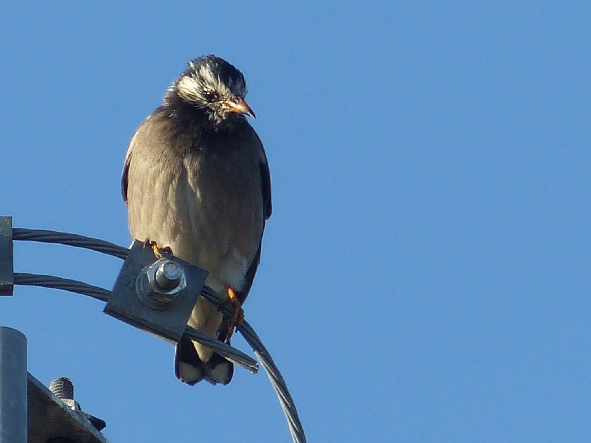 散歩で見た鳥ムクドリUP