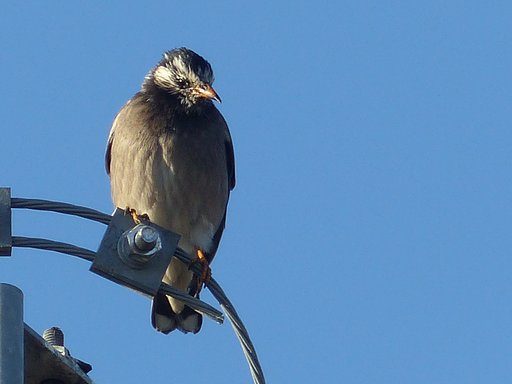 散歩で見た鳥ムクドリUP