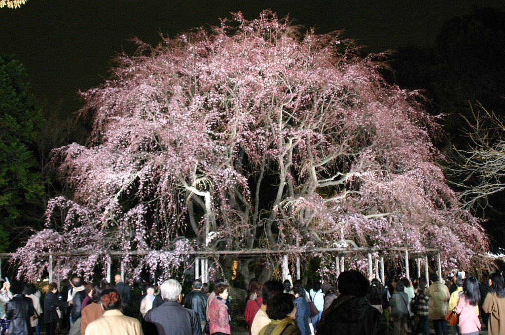 \六義園夜桜今こんな感じ