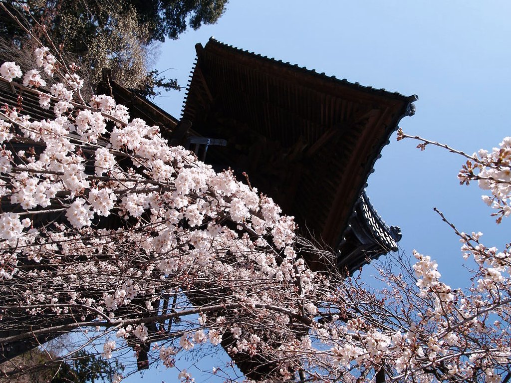しだれ桜