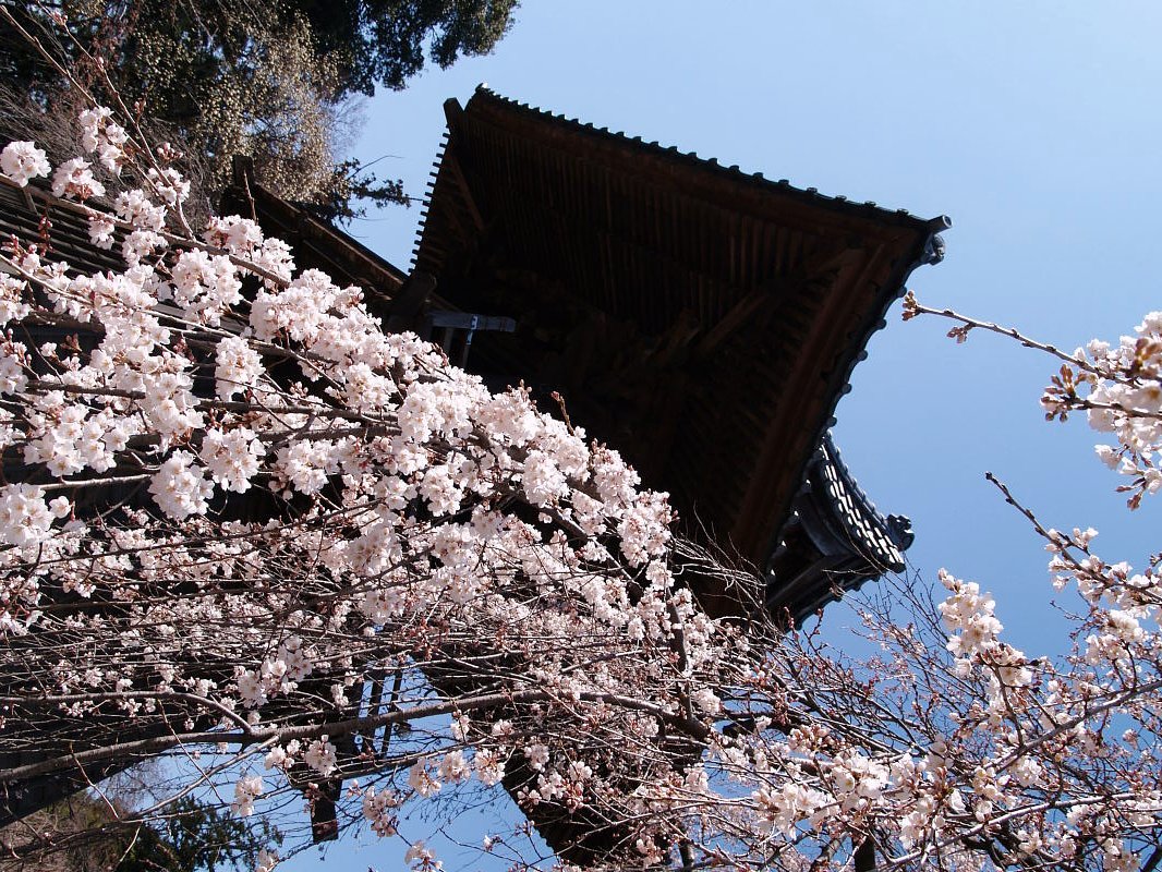 しだれ桜