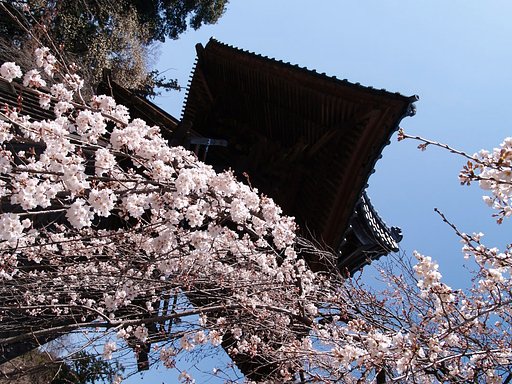 しだれ桜