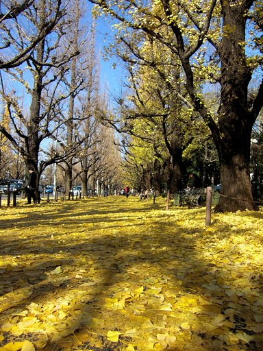 神宮外苑のいちょうの落葉風景