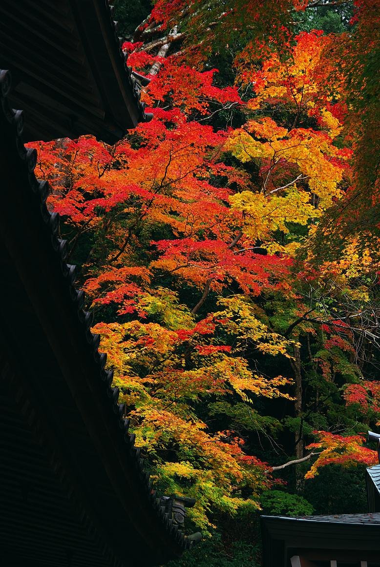 永源寺の紅葉