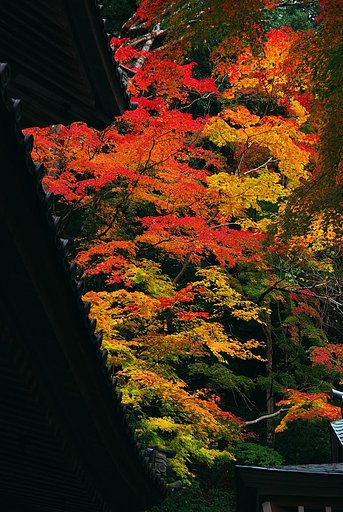 永源寺の紅葉