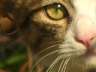 デジスコ（=⌒・⌒=）ニャンコ