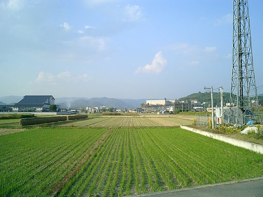 はぜ干し