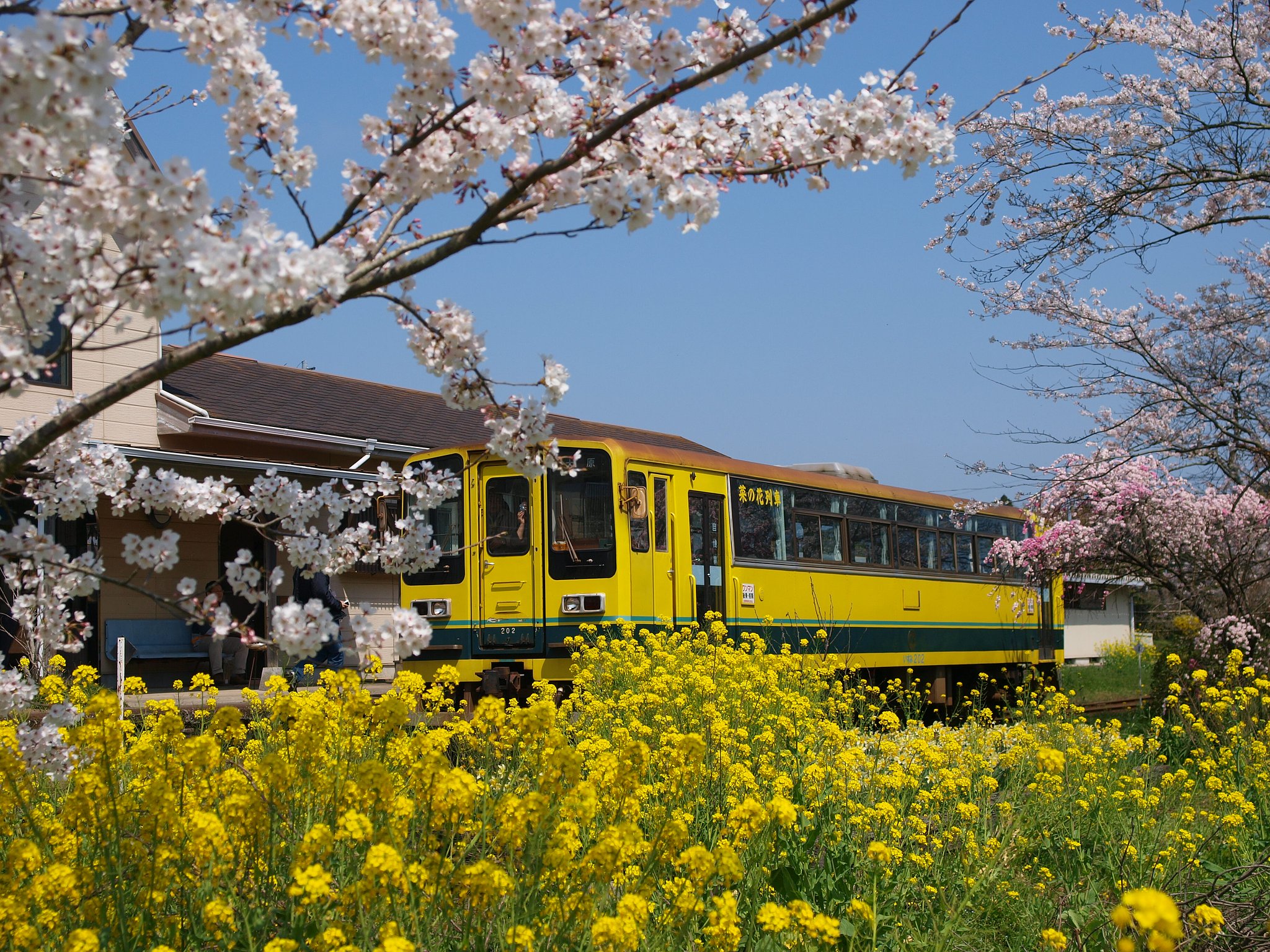 【2008】菜の花列車